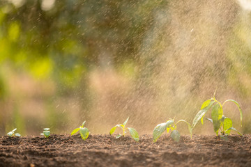 Green sprout growing in soil with outdoor sunlight and green blur background. Growing and environment concept