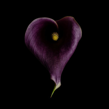 Calla lily, purple, dark background