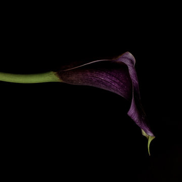 Calla lily, purple, dark background