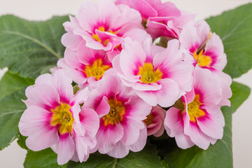 a plant of pink primroses, macro close up