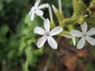 white flower in garden