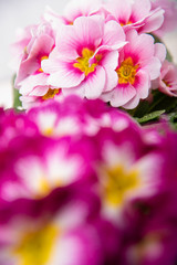 Obraz na płótnie Canvas a plant of pink primroses, macro close up