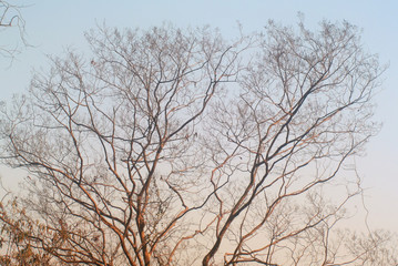 Leafless tree with sky background