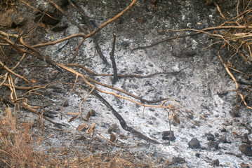 Ash on ground in forest close up background