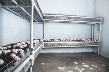 Obraz premium Delicious food. Mushrooms champignons in farm.