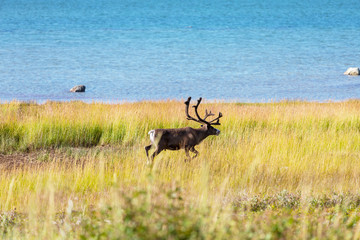 Reindeer