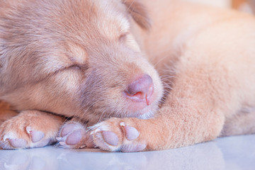 Blurred for background.Puppies with brown fur are lying on the white tile floor.