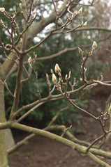Magnolia tree with buds in spring in botanical garden
