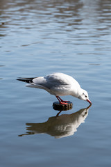 水を飲むユリカモメ