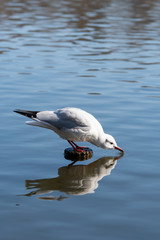 水を飲むユリカモメ