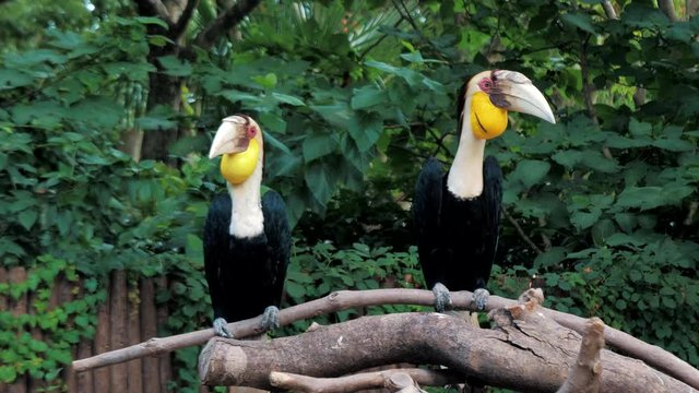 Pair of wreathed hornbill, Scientific name Rhyticeros undulatus birds at zoo