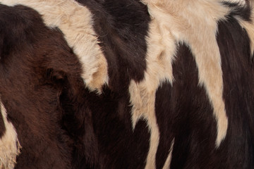 Real Dark brown and white cow skin close up on a background photo.
