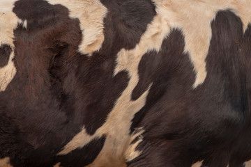 Real Dark brown and white cow skin close up on a background photo.