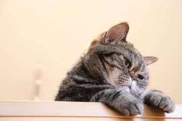 鼻ぺちゃ猫コピースペースアメリカンショートヘアー