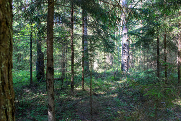 landscape picturesque forest in summer