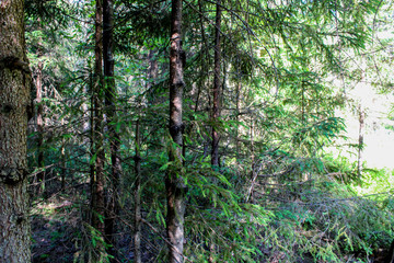 Obraz premium landscape picturesque forest in summer