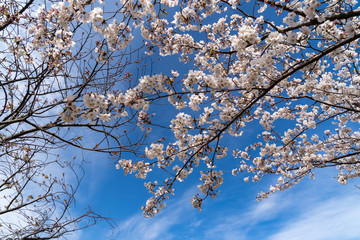 Cherry blossom flowers and blue sky in Fukuoka prefecture, JAPAN.