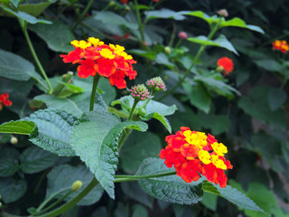 Close up of red and yellow Verbena  blooming in garden. Beautiful flower. colorful flower. Side view.