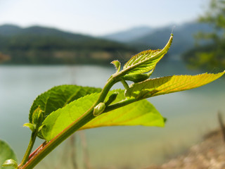 Plant leaf bud with blurred background in spring.  Close up of abstract fresh raw leaves. Green leaf spout.
