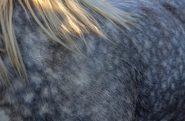 Nice texture of roan grey horse with white mane