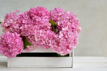 Wonderful pink hydrangea flowers in white box on white background closeup