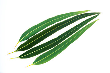 Green leaves on white background, Eucalyptus leaves.
