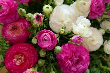 Ranunculus flower background.White and pink flowers  background. spring floral background. Fresh Bright ranunculus with buds.Top view floral pattern