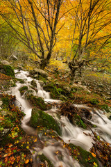 Bosques bajo el Nacimiento del río Asón en Otoño