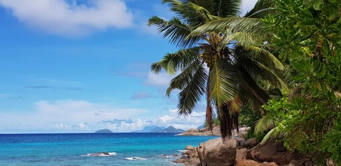 Fototapeta na wymiar selective focus, tropical island, palm trees