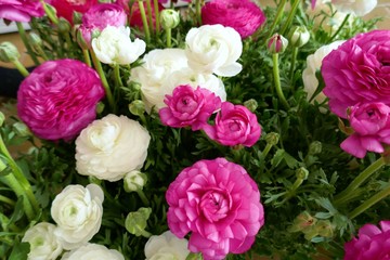 Ranunculus flower background.White and pink flowers close-up background. spring floral background. Fresh  ranunculus with buds.Top view floral pattern
