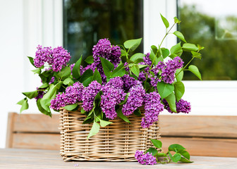Wicker basket full of beautiful violet lilac flowers on a garden wooden table against the house windows background in sunny spring day. 