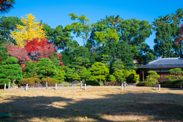 京都　二条城の紅葉
