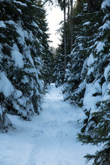 forest trail in winter snowy spruce forest