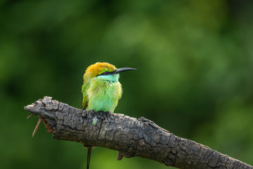 Green Bee Eater Perched 