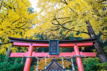 京都　岩戸落葉神社（いわとおちばじんじゃ）の銀杏　　