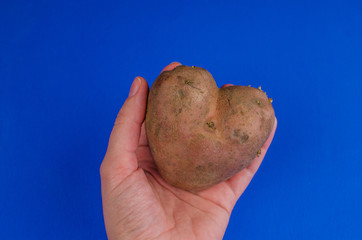 Ugly potato in the heart shape on a classic blue background. Unnormal vegetable or food waste...