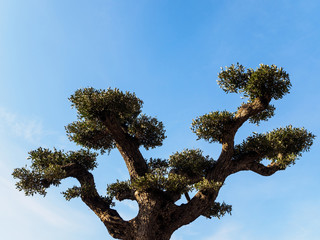 Olive tree on the background of blue sky