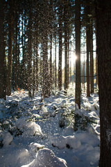 magical falling snow in the winter forest, sunlight shines through tree trunks