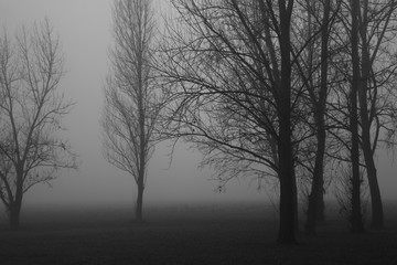 Alberi nella nebbia