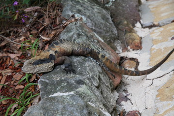 lizard on rock