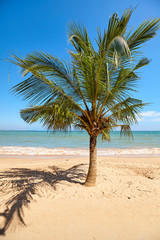 Coconut palm tree on a tropical beach, Sri Lanka.
