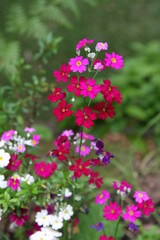 flowers in garden