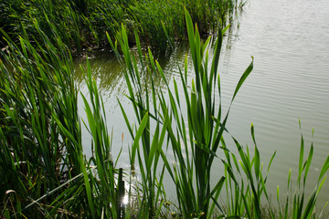 grass in summer near the pond