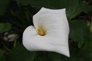 Calla Lily