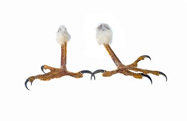 talons of the eagle isolated on a white background