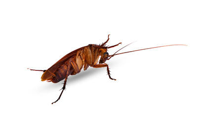 brown cockroach isolated on a white background