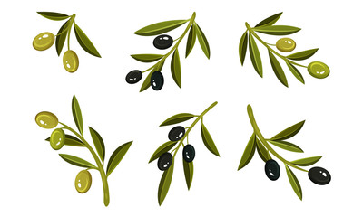 Olives on Branches Vector Set. Eco Ingredient for Salads