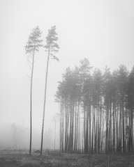 trees in glade on foggy morning