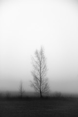 Obraz na płótnie Canvas Lonely tree in morning mist