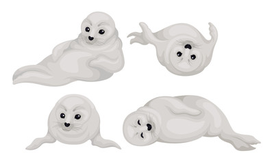 White Playful Fur Seal Lying and Rolling Vector Illustrations Set